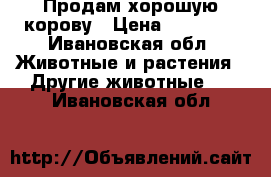 Продам хорошую корову › Цена ­ 70 000 - Ивановская обл. Животные и растения » Другие животные   . Ивановская обл.